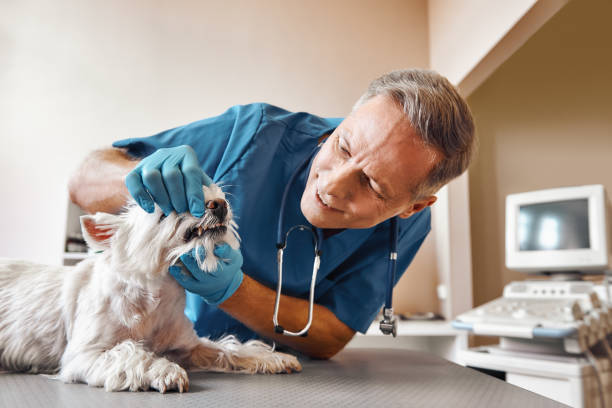 Best Emergency Dental Surgery in Groveton, VA